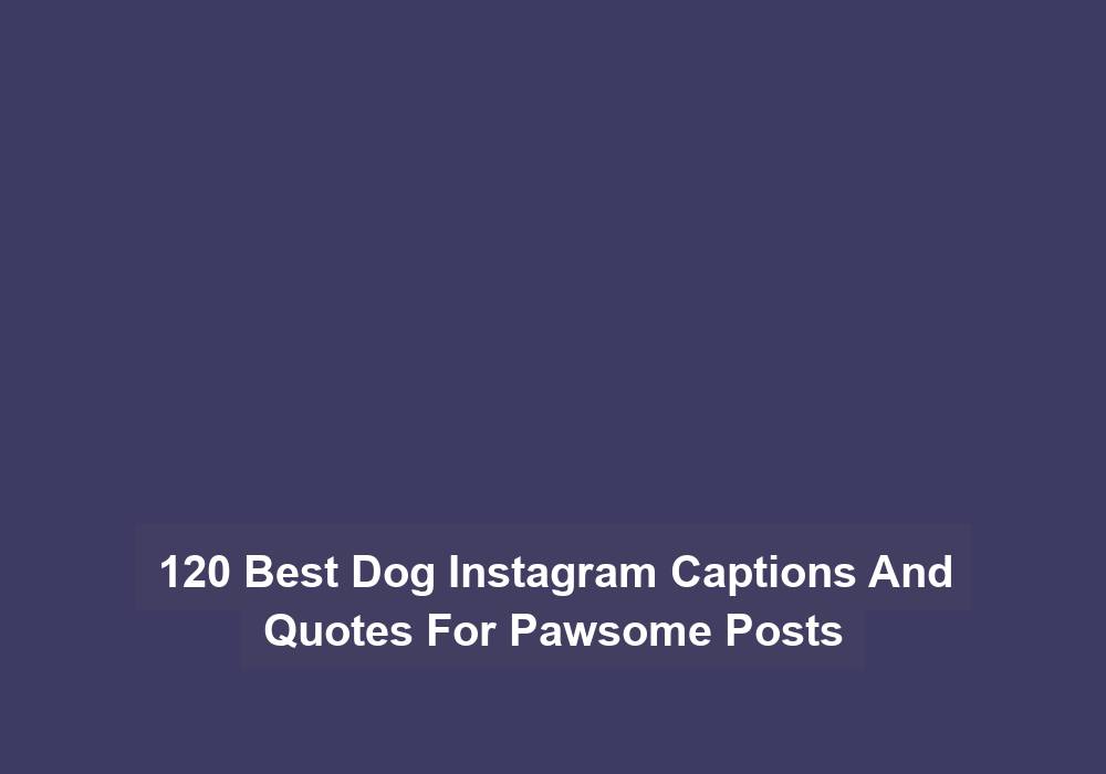 120 Best Dog Instagram Captions And Quotes For Pawsome Posts